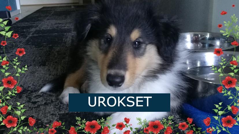 Urokset